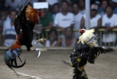 Cara Memilih Ayam Bangkok Pertarung Sadis yang Sehat dan Kuat, Pastikan Karakteristik Ini Ada!