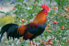 Doa Menyembelih Ayam Sesuai dengan Syariat Islam, Lengkap dengan Adabnya