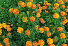 Cara Mengonsumsi Bunga Tahi Ayam atau Marigold, Bisa Dijadikan Teh Untuk Meningkatkan Imunitas Tubuh