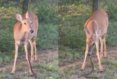 Video Seekor Rusa Melahap Ular Viral di Media Sosial, Hewan Herbivora Makan Daging?
