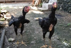 Cara Mempercepat Pertumbuhan Ayam Bangkok Umur 4 Bulan, Dijamin Makin Sehat dan Siap Langsung Diadu