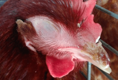 Cara Mengobati Snot pada Ayam Paling Ampuh dan Terjamin Langsung Sembuh