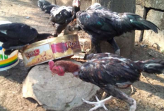 Rekomendasi Pakan Anak Ayam Bangkok Umur 3 Bulan, Memacu Pertumbuhan Mulai dari Bobot Hingga Stuktur Tulang