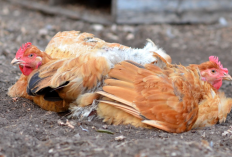 Cara Mengobati Ayam Lumpuh dengan Bawang Putih, Manjur Banget! Lakukan Ini Agar Sehat Segera
