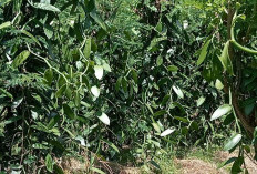 Manfaat Budidaya Tanaman Vanili, Bisa Buat Perasa Vanila, Bahan Pembuatan Kue, Hingga Aroma Essential Oil