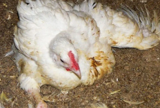 Cara Mengobati Ayam Lumpuh dengan Cepat, Atasi Penyakit Ternak dengan Jitu