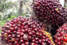 Turun Drastis Pekan Pertama! Harga Sawit di Jambi Desember 2023 Anjlok, Petani Sawit Desak Pemerintah Atasi Penurunan Harga TBS Sawit