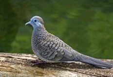 Ramuan Ajaib Agar Suara Burung Perkutut Bangkok Ciamik, Siap Manggung di Laga Kontes