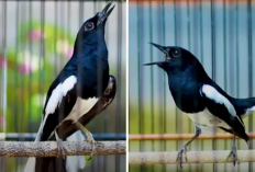 Jenis Burung Kacer yang Cocok Untuk Perlombaan, Jangan Asal Pilih Perhatikan Ciri Berikut!
