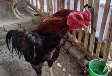 Ciri-Ciri Ayam Bangkok Klasik Asli, Jenis yang Cocok Untuk Kontes Laga Ayam Aduan