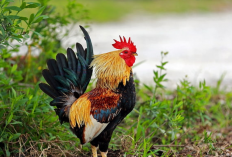 Nama Ayam Untuk Pengesahan PSHT Adalah? Dilengkapi dengan Cara Memilihnya