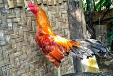 Gaya Tarung Ayam Pama Ninja, Buat Lawan Tarung Kalak Telak Hingga 90%