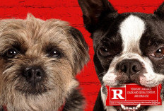 Sinopsis Strays (2023) Film Komedi Hollywood: Angkat POV Anjing Jalanan Dalam Rangka Balas Dendam ke Majikan yang Membuangnya 