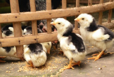 Cara Merawat Ayam Bangkok Umur 2 Bulan Agar Makin Kuat dan Sehat, Jadi Jagoan Saat Diadu!