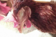 Obat Snot Ayam di Apotek dan Harga Terbarunya 2023, Cara Cepat Atasi Penyakit Ternak