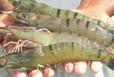 Berapa Harga Udang Vaname Per Kg Terbaru 2024? Cari Tahu Disini Yuk!