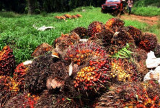 Awal Tahun! Harga TBS Sawit Bulan Januari 2024 Seluruh Indonesia Alami Penurunan, Cek Harga Selengkapnya!
