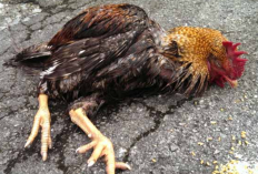 Cara Mengobati Ayam Lumpuh Mendadak Paling Mudah dan Ampuh