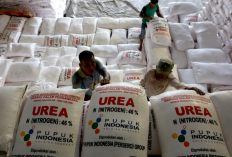 Cara Cek Penerima Pupuk Bersubsidi Untuk Petani 2023, Bisa Lihat Secara Mandiri di simpi.bri.co.id