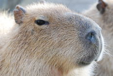 Viral Begini Asal Usul Capybara Disebut Masbro Oleh Warganet Sampai Jadi Trending Topik Nasional 