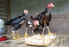 Daftar Harga Ayam Bangkok Umur 3 Bulan Terbaru 2023, Miliki Kualitas Super dan Cocok Untuk Diadu