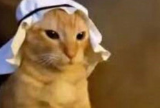 Kumpulan Gambar PP Kucing Ramadhan 2024 Full Hd Kocak Yang Bikin Ngakak, Unduh di Sini 