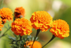 Ragam Manfaat Bunga Tai Ayam atau Marigold Bisa Meringankan Sakit Tenggorokan dan Nyeri Menstruasi 
