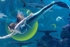 Harga Tiket Jakarta Aquarium Safari Terbaru 2023 Untuk Weekday dan Weekend, Beserta Fasilitas yang Didapat