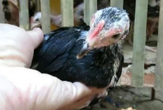 Pakan Ayam Bangkok Umur 2 Bulan yang Oke Buat Pertumbuhan, Dijamin Bongsor!