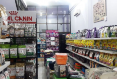 Rekomendasi Grosir Makanan Kucing di Semarang Terdekat Dari Lokasi Saya, Lengkap dengan Alamat dan Kontaknya!