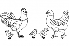 Contoh Gambar Sketsa Ayam Mudah Ditirukan, Latih Kreativiras Anak-anak!