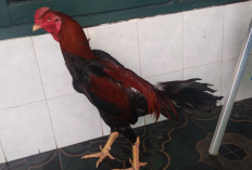 Cara Merawat Ayam Mangon Agar Sehat dan Selalu Prima Saat Bertarung