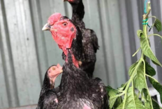 Ciri-Ciri Ayam Ganoi, Salah Satu Jenis Ayam Aduan Populer dari Vietnam