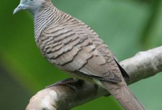 Ciri-Ciri Burung Perkutut Bangkok, Miliki Kicau Idaman dan Selalu Menang Kontes