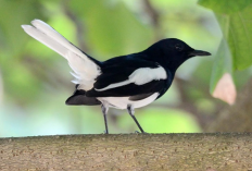 Harga Burung Kacer di Indonesia Untuk Semua Jenis Terbaru 2023, Paling Mahal Ada Kacer Jawa Jadi!
