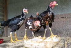 Tahapan Pakan Ayam Bangkok Umur 3 Bulan, Harus Tinggi Protein!